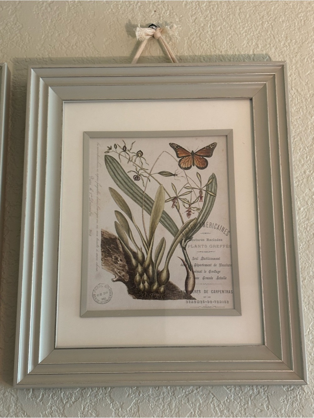Light DOVE GREY Framed French Orchid Botanical Print | Custom Matted | 15”x18”